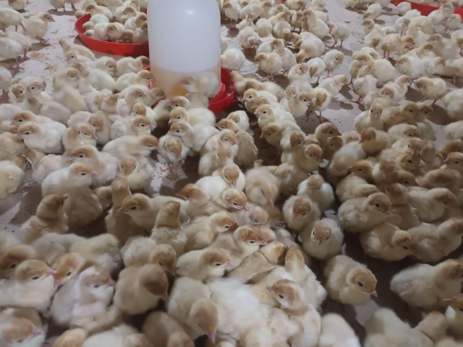 جوجه بوقلمون بیوتی گوشتی|حیوانات مزرعه|بهشهر, |دیوار