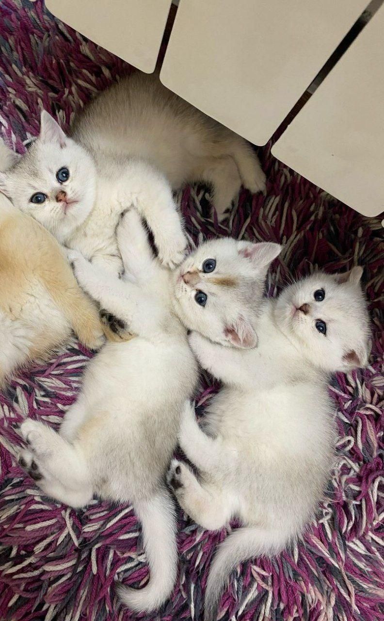 این کوچولوی ملوس در انتظار شماست/فروش گربه خانگی|گربه|اهواز, کیانپارس |دیوار