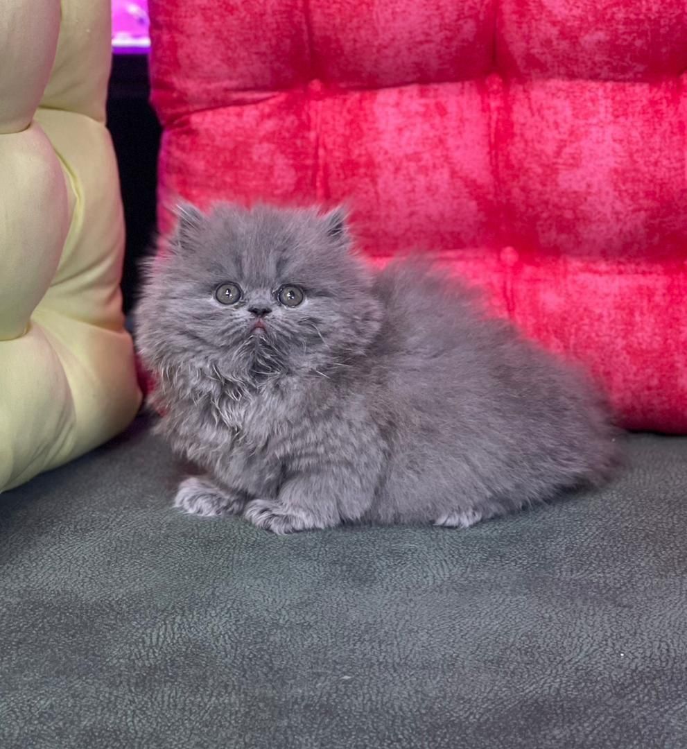 گربه های گوگولی و اصیل (پرشین بریتیش اسکاتیش)|گربه|بندرعباس, |دیوار