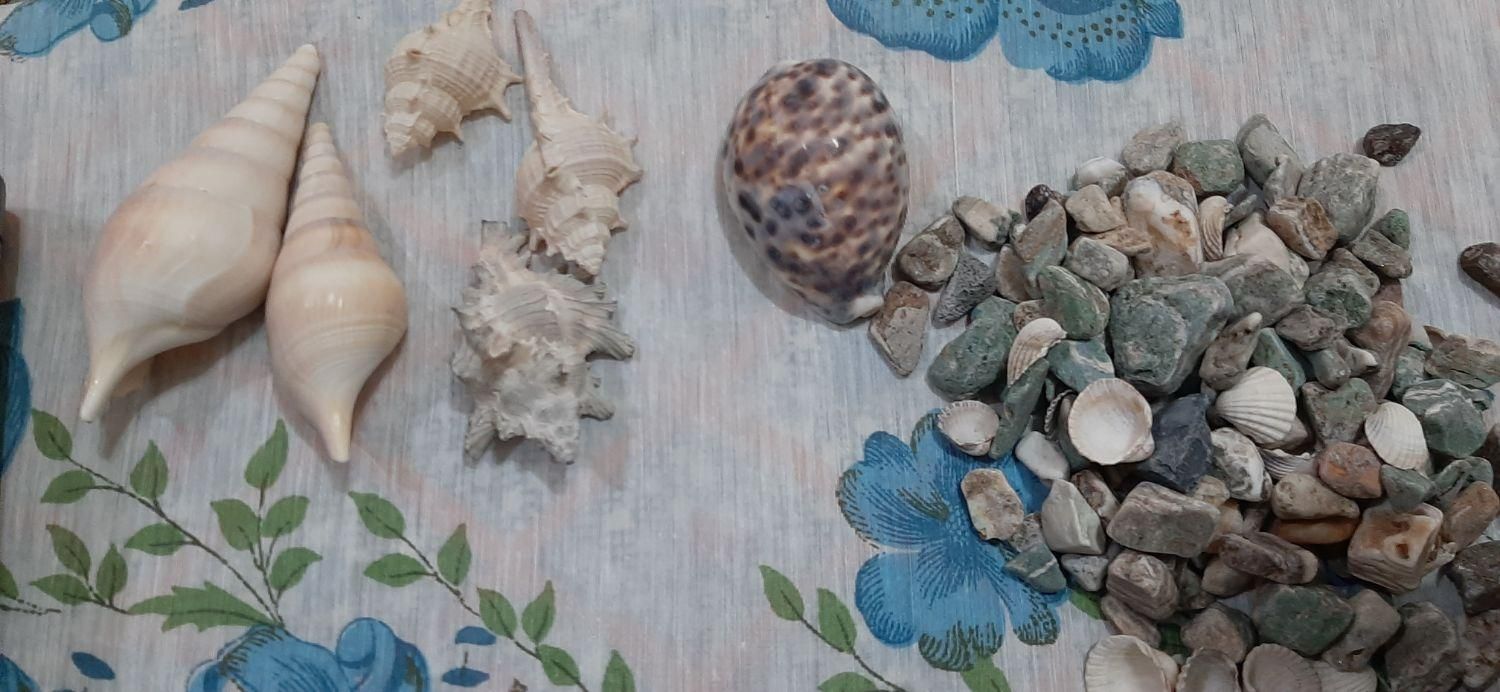 لوازم آکواریوم|ماهی|سوسنگرد, |دیوار