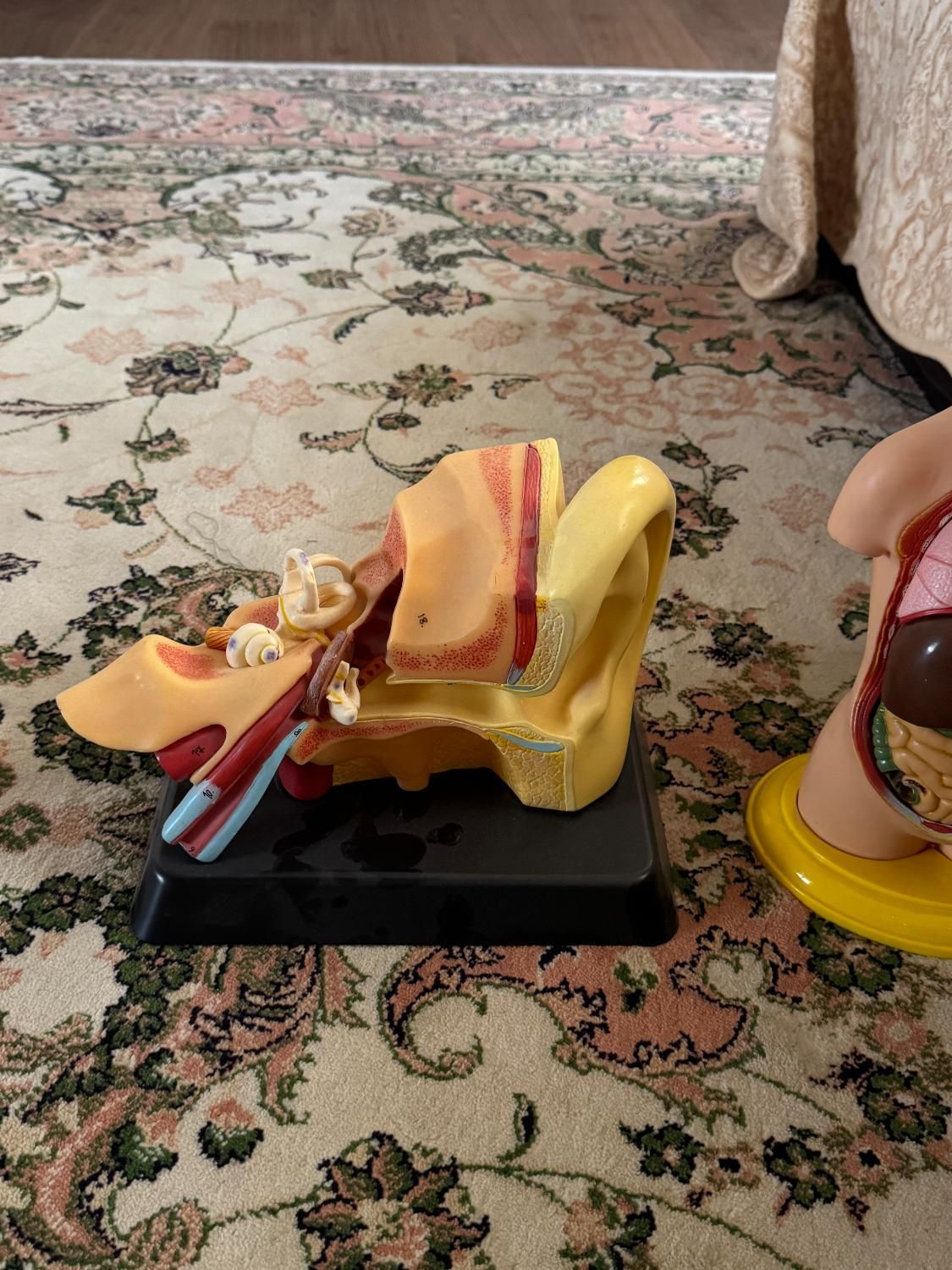 مولاژ بدنه انسان|اسباببازی|سنندج, |دیوار