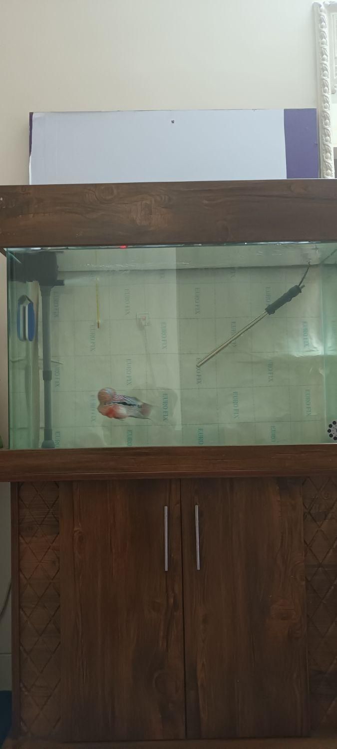 فلاور تایلندی|ماهی|ری, حمزه‌آباد|دیوار