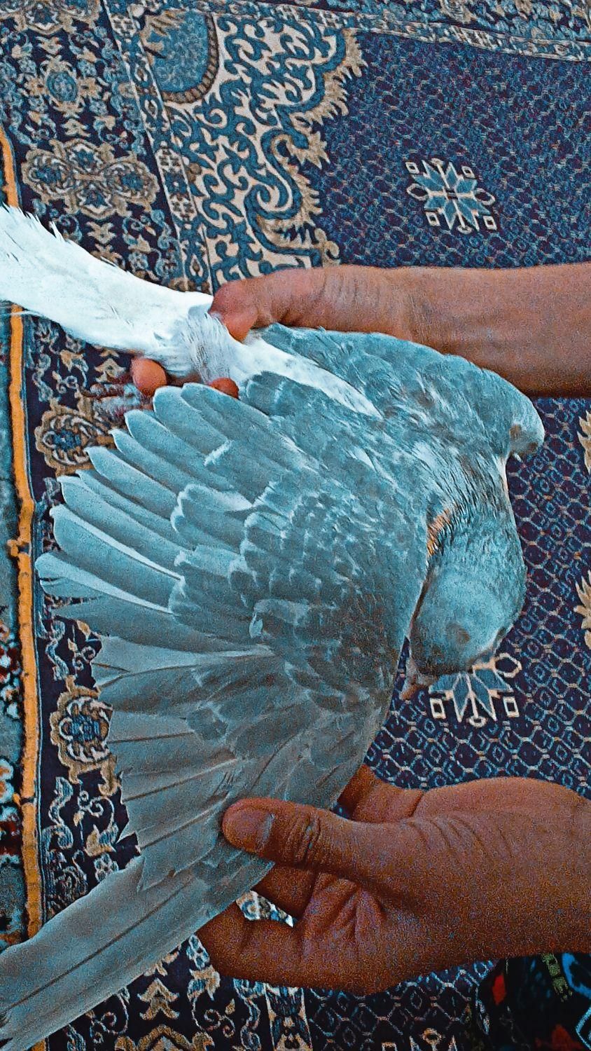کفتر یا کبوتر ساده صندل کاکلی|حیوانات|مشهد, خواجه ربیع|دیوار