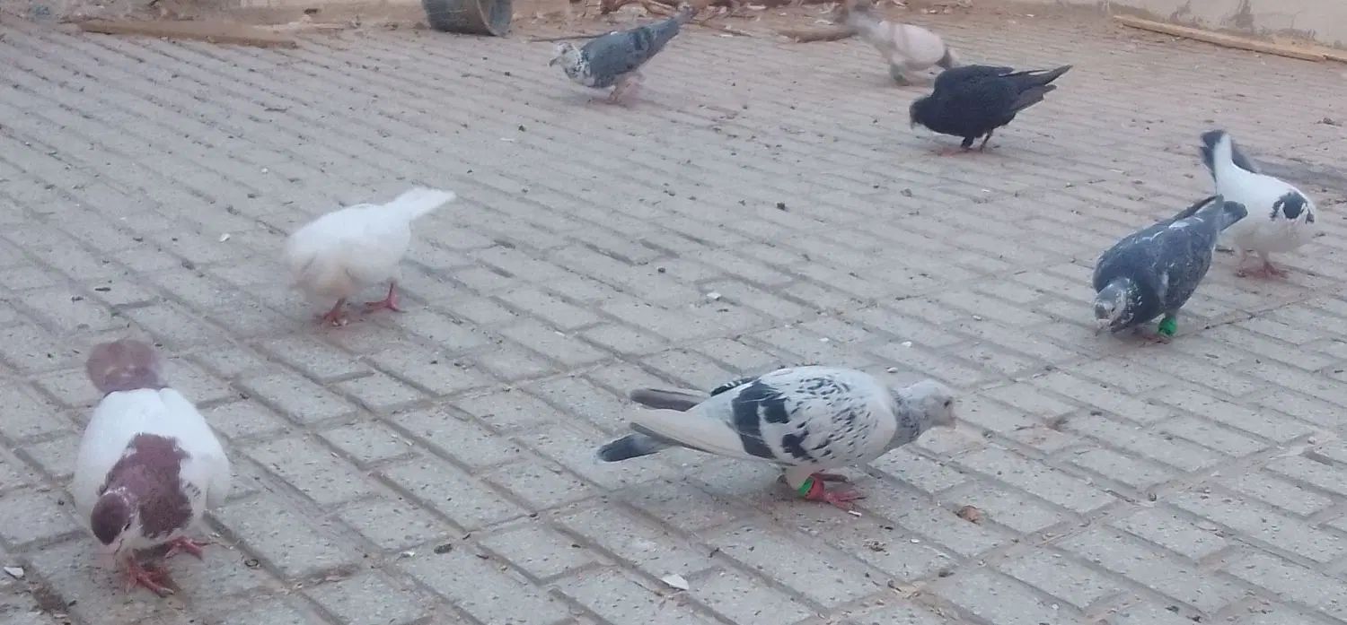 کفتر سوسکی پلاکی و کفتر پشتی پرپا نر و ماده و جوجه|پرنده|تربت‌حیدریه, شهرک ولیعصر|دیوار