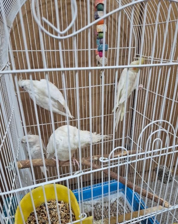 4 عدد عروس هلندی البینو و لوتینو|پرنده|اهواز, کوی نیرو|دیوار