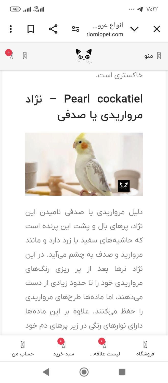 عروس گمشده شبیه عکس|حیوانات|مراغه, |دیوار
