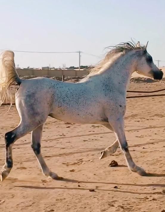 باشگاه پروش اسب طاووس|اسب و تجهیزات اسب‌سواری|یزد, |دیوار