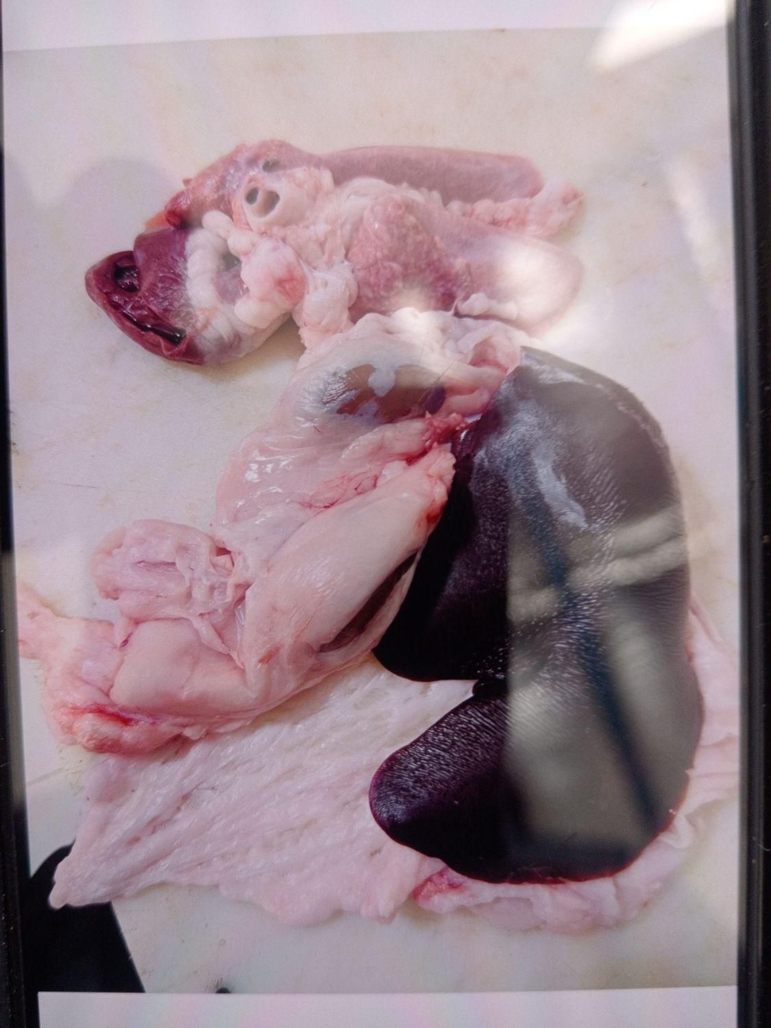 گوسفند زنده|حیوانات مزرعه|کرمان, |دیوار