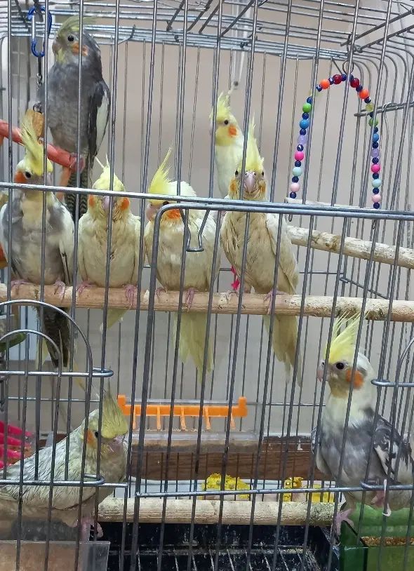 عروس هلندی|پرنده|تهران, جی|دیوار