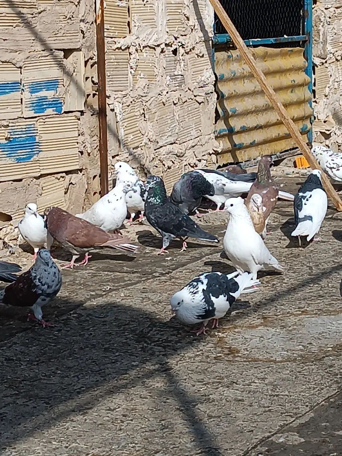 کبوتر|پرنده|تهران, حسن‌آباد|دیوار
