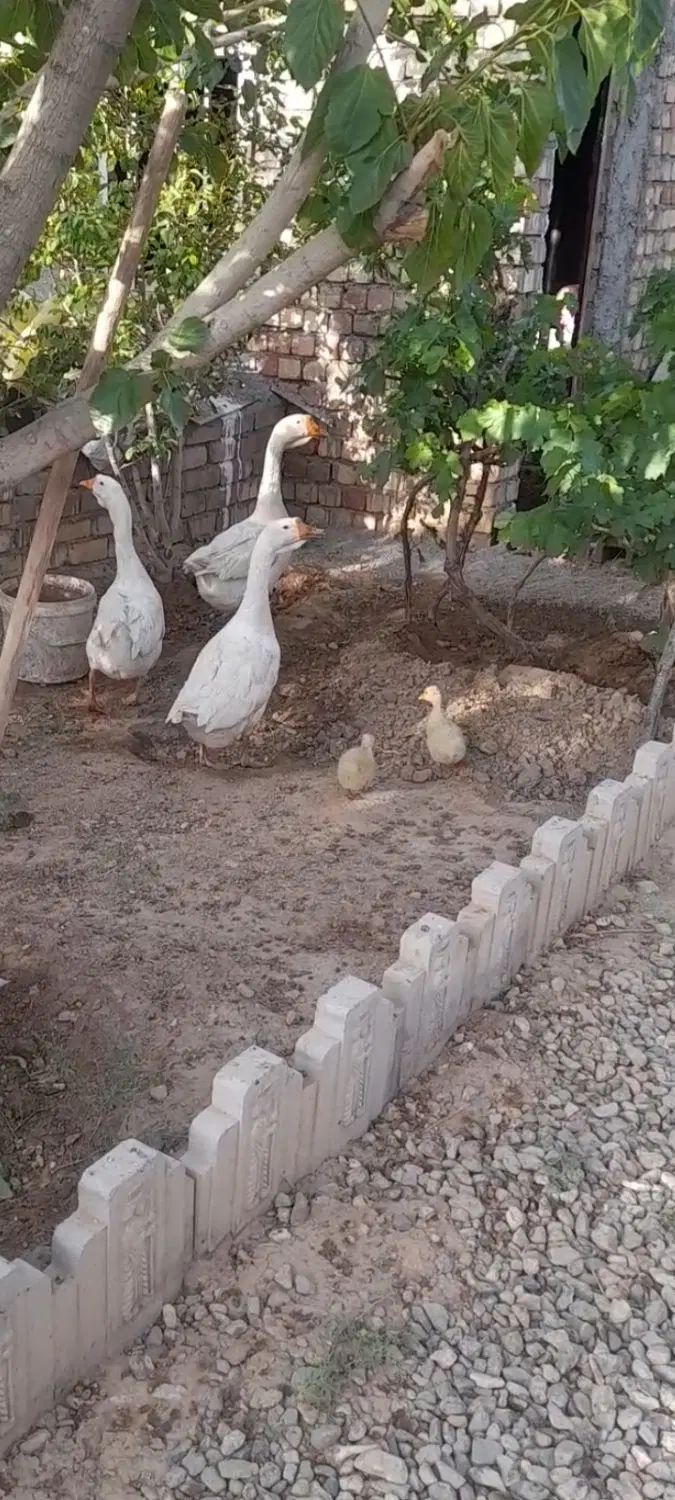 فروش قوغاز نروماده ومرغ تخم گذاررسمی جوان|حیوانات مزرعه|ساوه, |دیوار