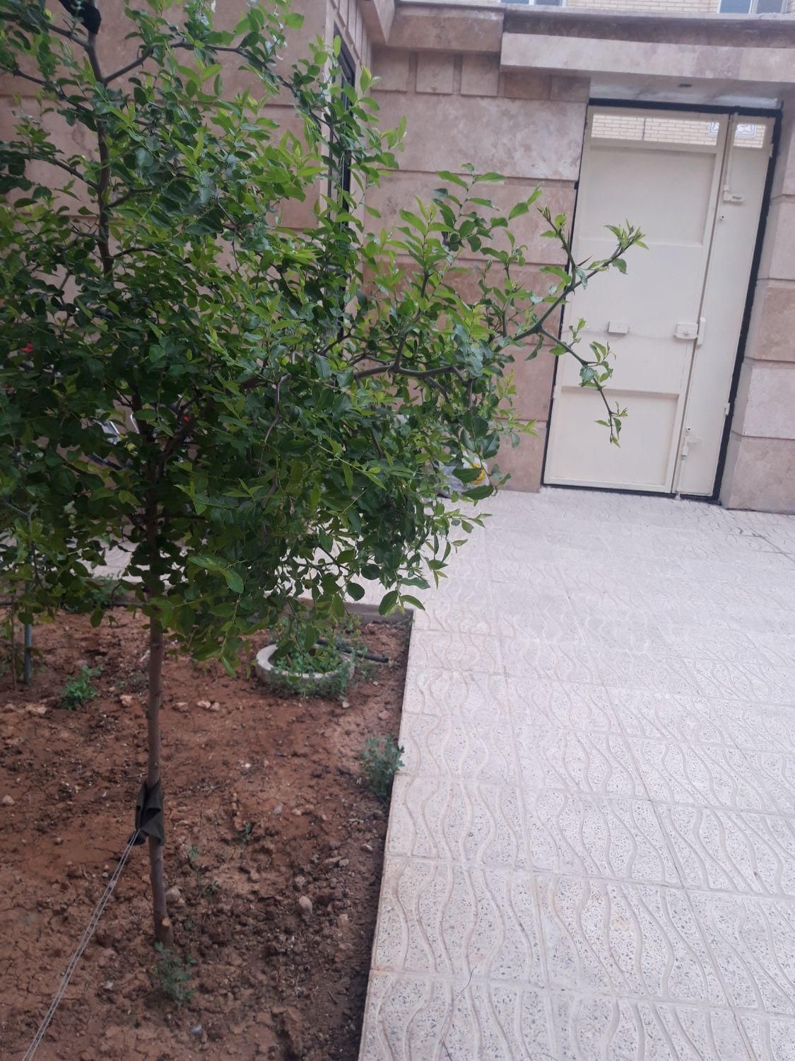 اجاره سویت خانه واپارتمان شیک وتمیز|اجارهٔ کوتاه‌مدت آپارتمان و سوئیت|نجف‌آباد, امیرآباد|دیوار