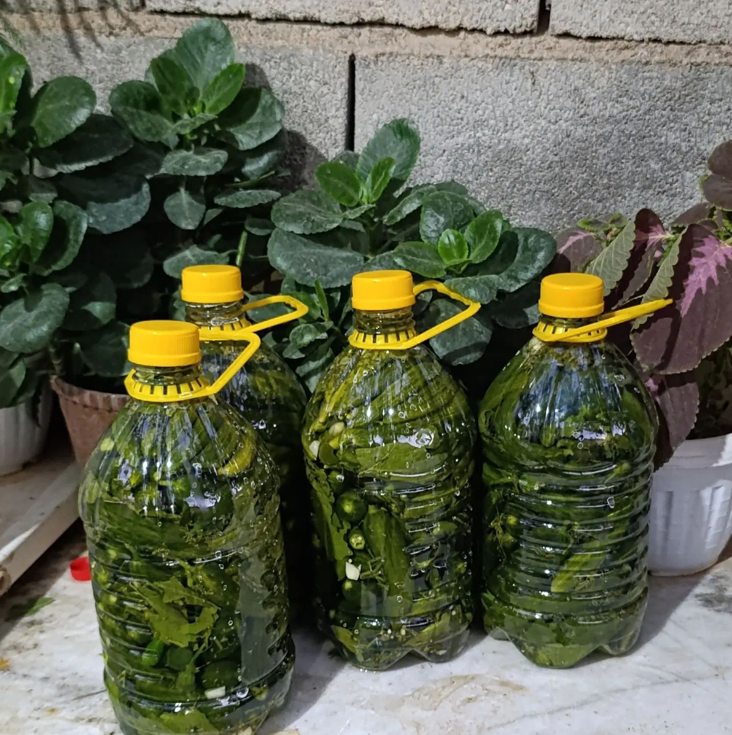 خیارشور|خوردنی و آشامیدنی|مشهد, وحید|دیوار