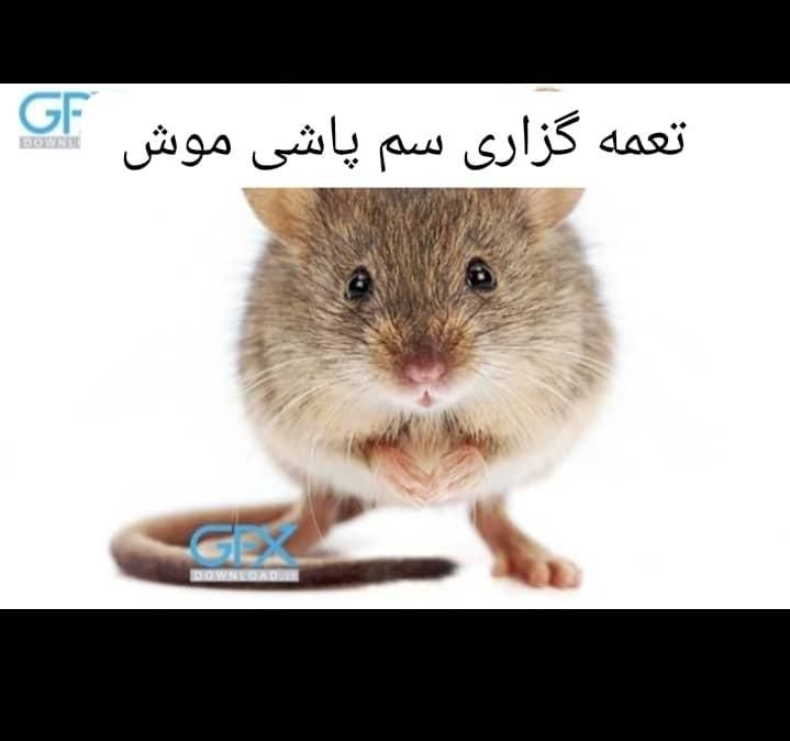 کیپ سمپاشی+موریانه سوسک ساس موش+سم پاشی حشرات|خدمات نظافت|اهواز, گلستان|دیوار