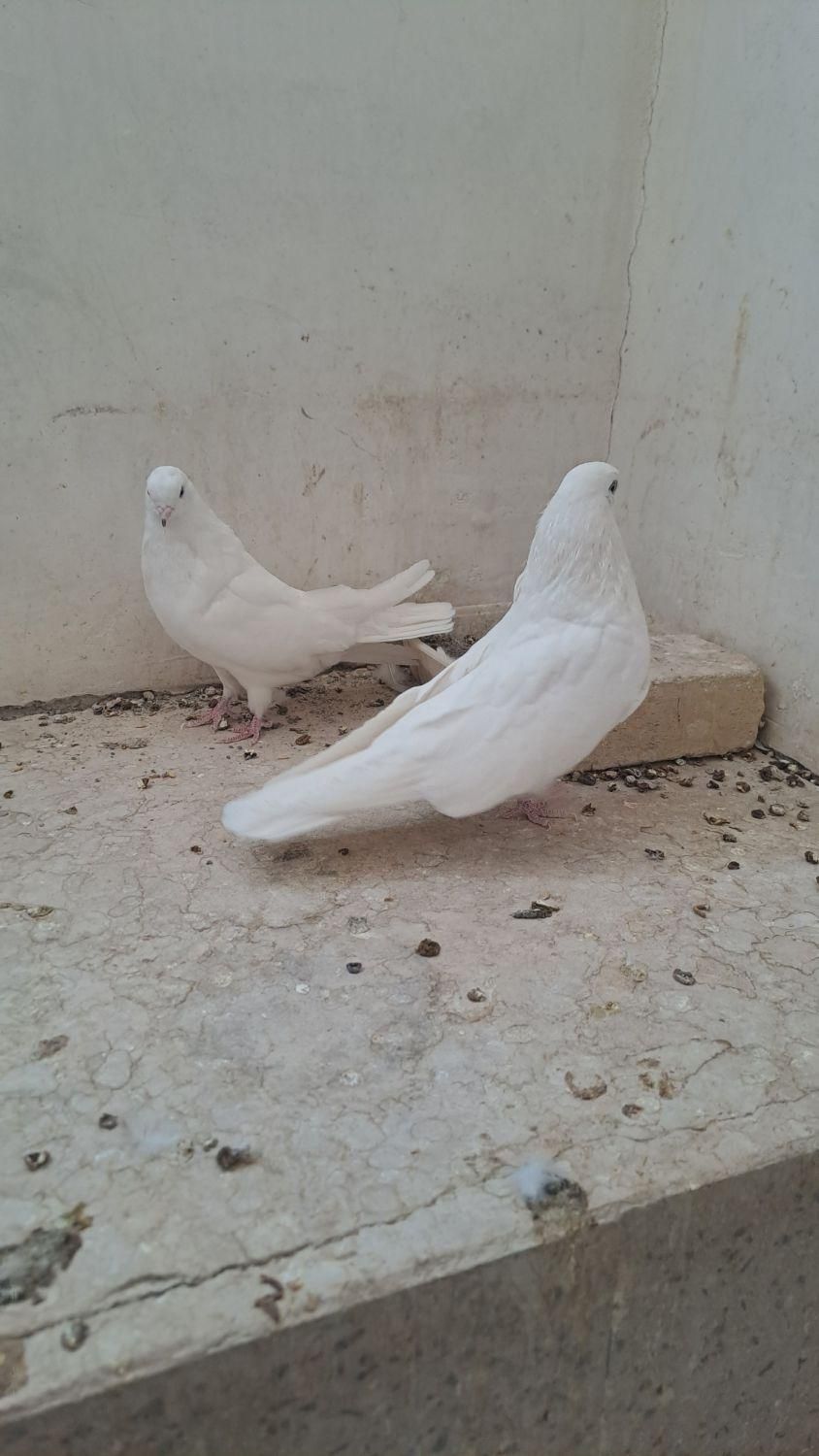 کبوتر سفید اراکی شمرونی|پرنده|مبارکه, |دیوار