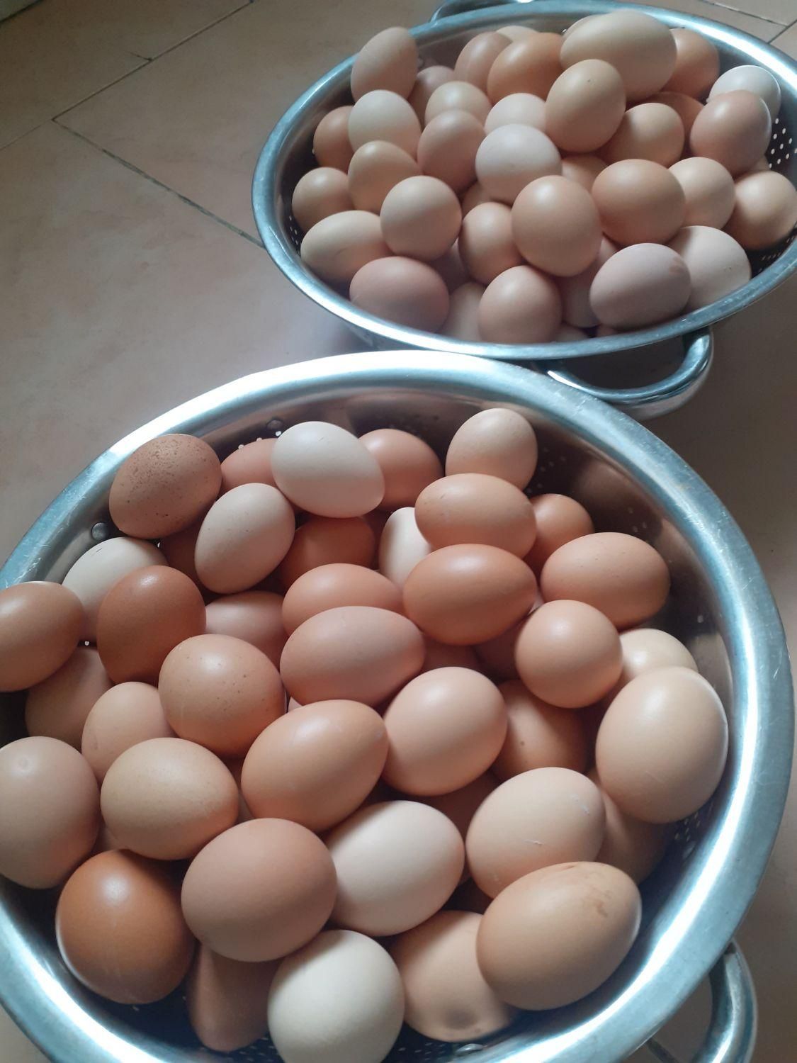 تخم مرغ محلی انزلی با زرده درشت و پرورش طبیعی|خوردنی و آشامیدنی|بندر انزلی, عباس آباد|دیوار