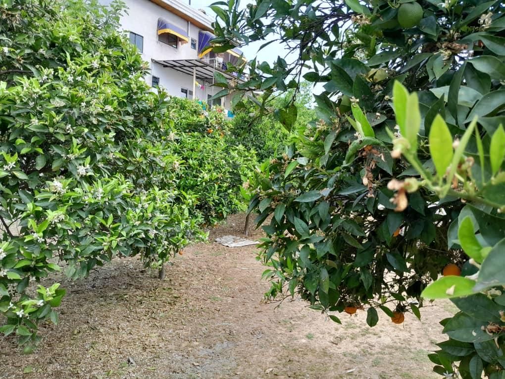 ویلاباغ ۱۰۰۰متر سندتک برگ|فروش خانه و ویلا|آمل, |دیوار