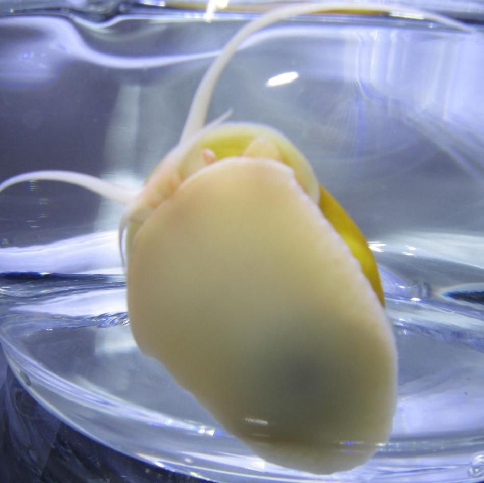 حلزون سیب ، کلمبیایی ، رامشورن و شیپوری (مالزیایی)|ماهی|تهران, گلستان (شهرک راه آهن)|دیوار