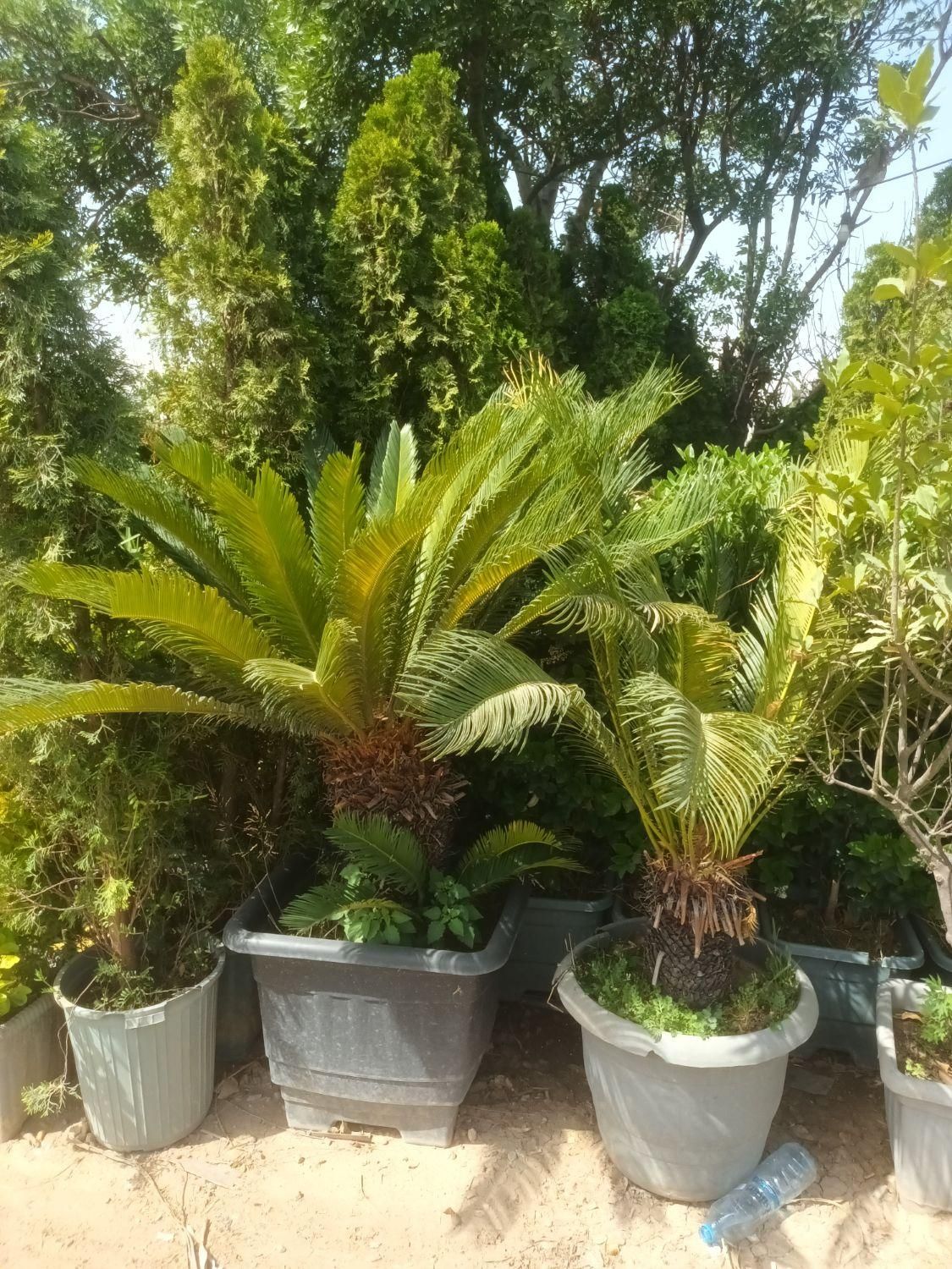 جابه جایی درخت محوطه و اجرای فضای سبز|خدمات باغبانی و درختکاری|ری, شهرک نظامی|دیوار