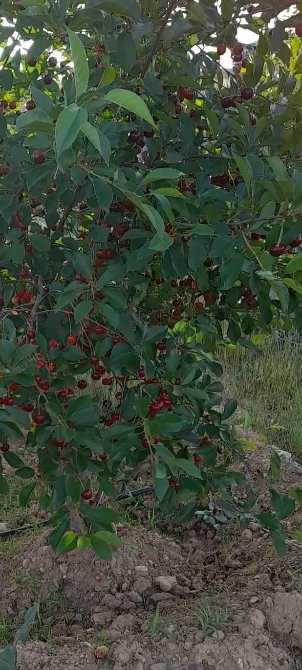 فروش باغ فنس شده قره بلاغ|فروش زمین و ملک کلنگی|میانه, |دیوار