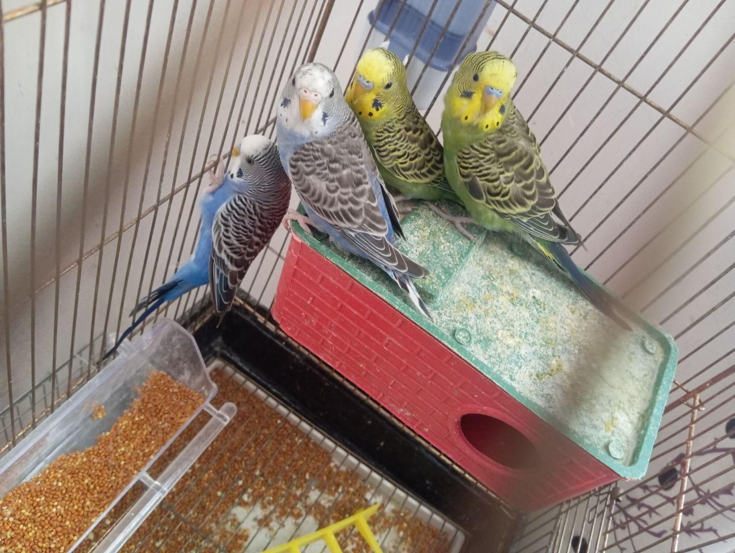 مرغ عشق|پرنده|نورآباد ممسنی, |دیوار