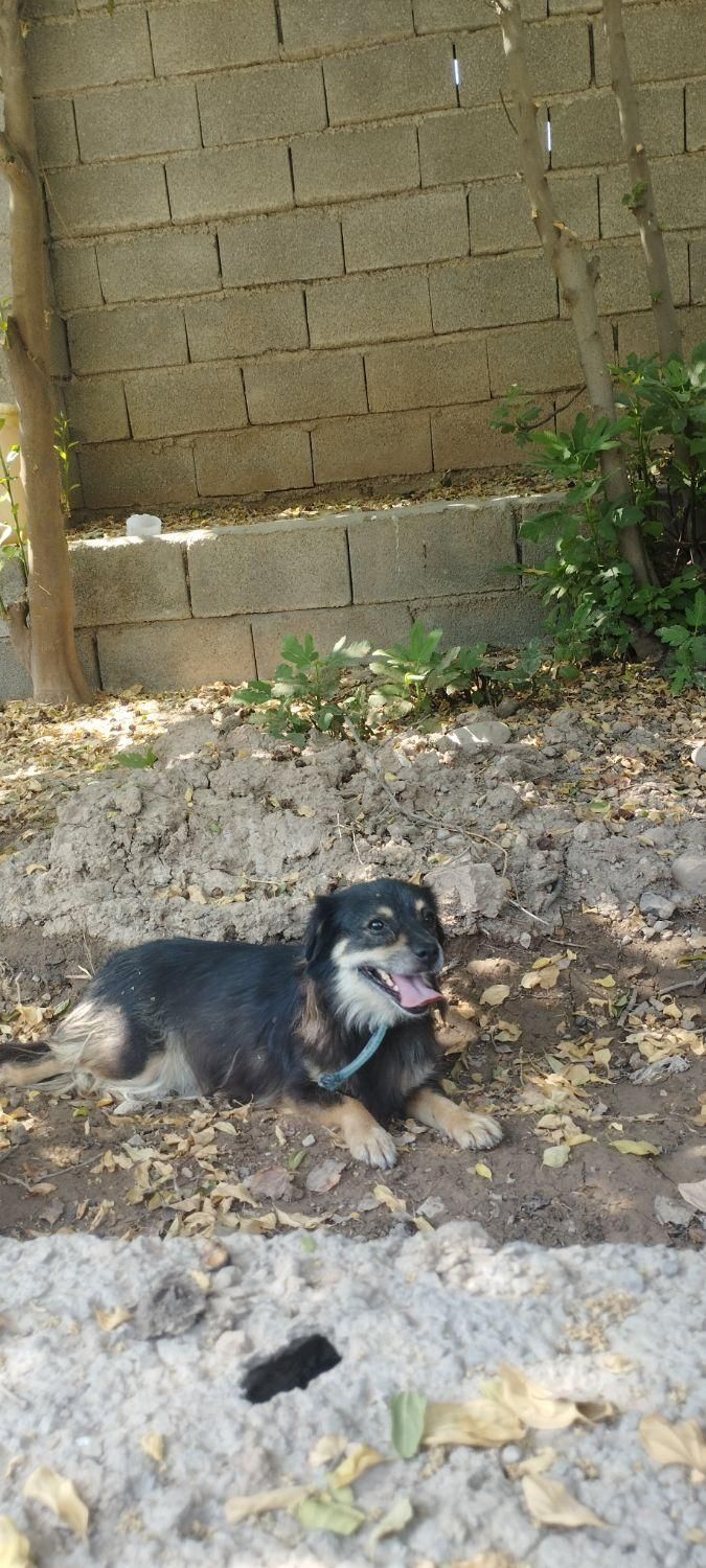 سگ پاکوتاه زرنگ و حرف گوش کن|سگ|دزفول, |دیوار