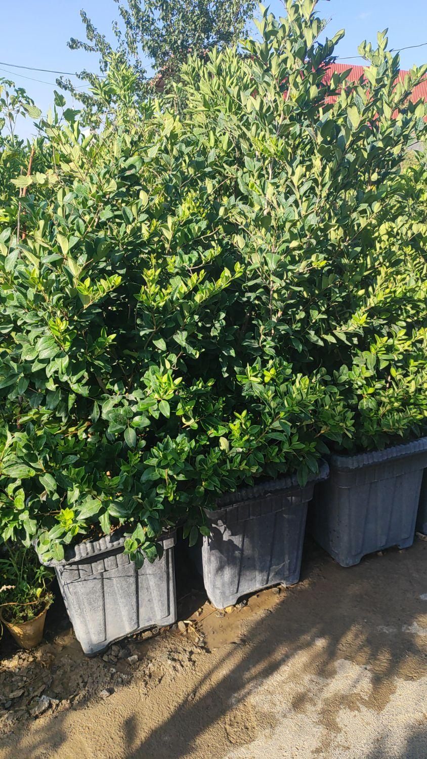 درختچه یاس هلندی|خدمات باغبانی و درختکاری|فلاورجان, |دیوار