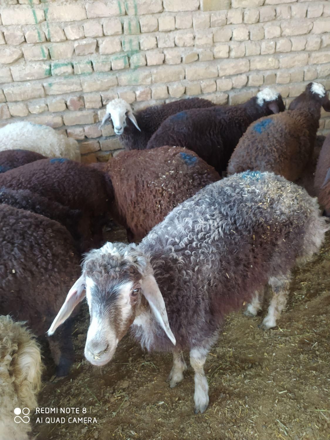 قوچ ومیش وبز غاله وبره وگوسفند زنده|حیوانات مزرعه|مشهد, نوید (بلوار کشاورز)|دیوار