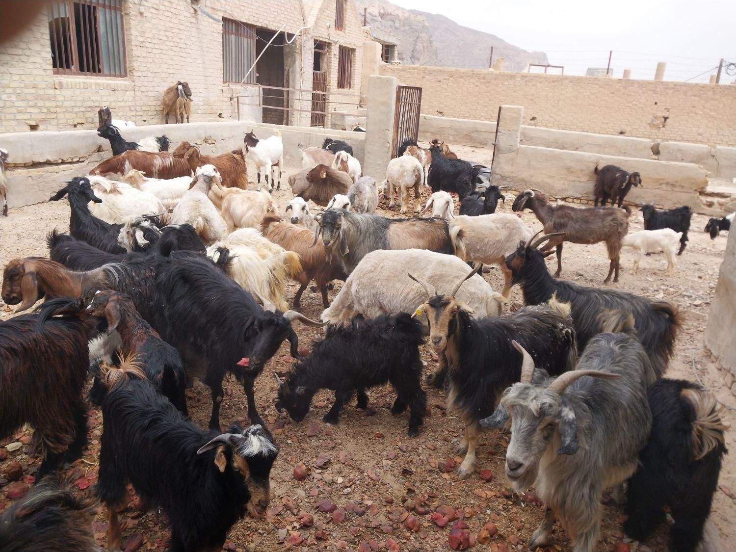 گوسفند زنده و گوشتی همراه با قصاب|حیوانات مزرعه|یزد, |دیوار