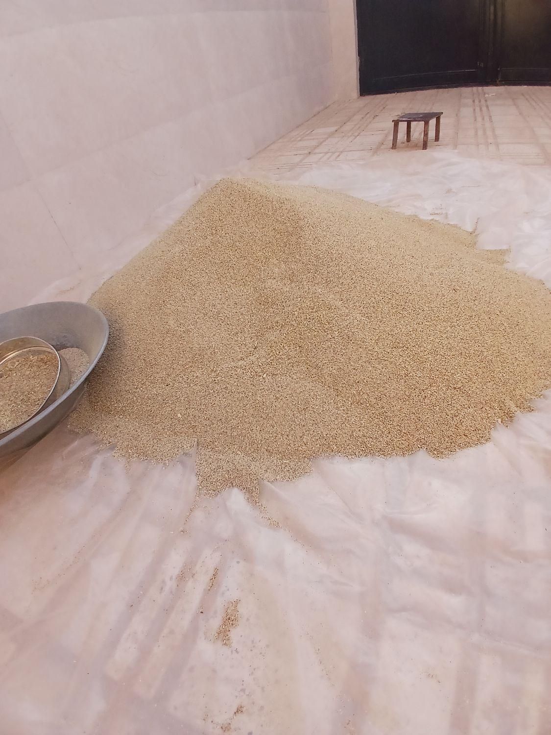 بذر|گل و گیاه طبیعی|کوهدشت, |دیوار