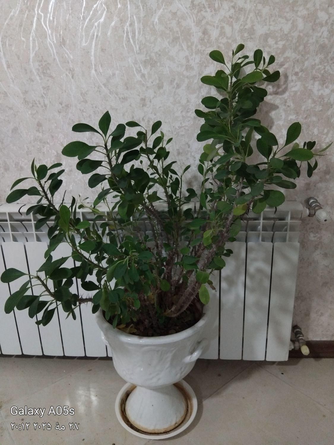 گل مرجان ودیفن باهم ۲۰۰|گل و گیاه طبیعی|گلبهار, |دیوار