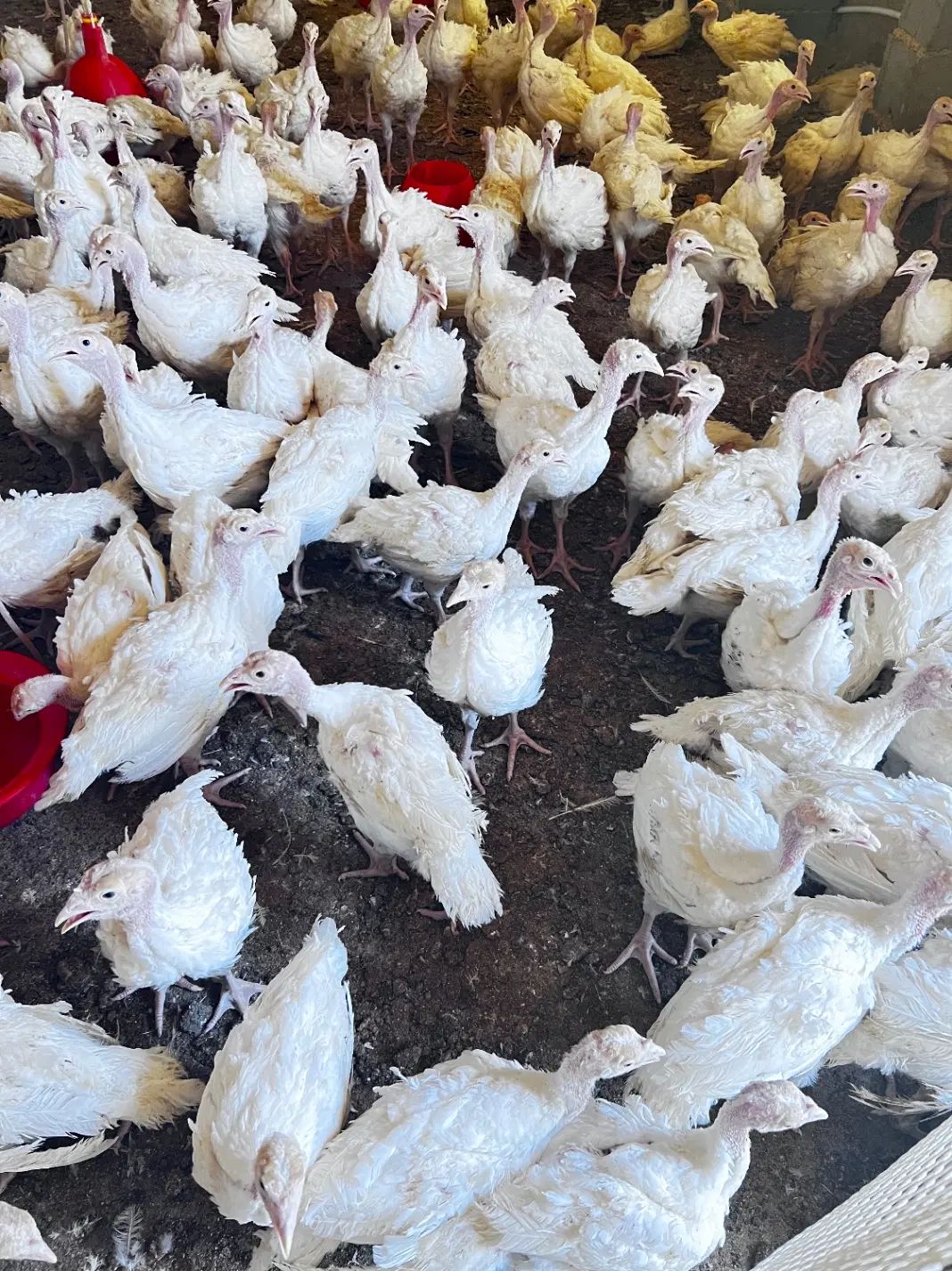 جوجه بوقلمون ۵۰روزه میانگین ۲کیلو به بالا|حیوانات مزرعه|مشهد, توس (بلوار توس)|دیوار