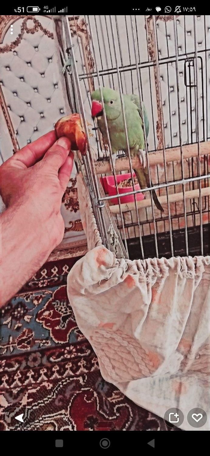 طوطی ملنگو نر|پرنده|حمیدیه, |دیوار