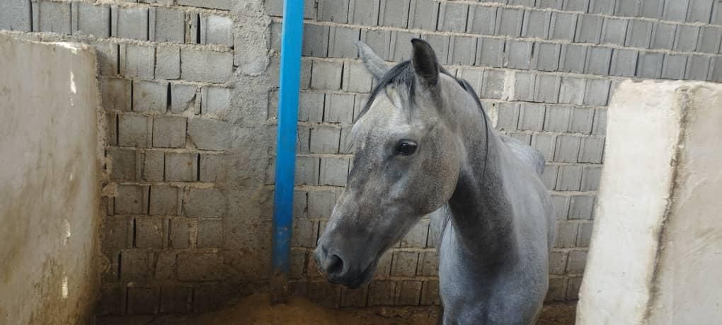 فروش چند راس اسب مادیون|اسب و تجهیزات اسبسواری|جهرم, |دیوار