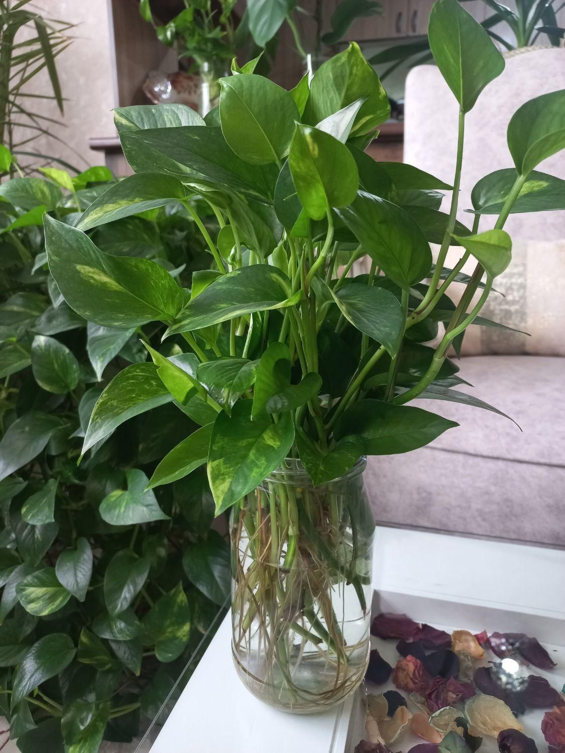 گل پتوس شاداب چندبرگی وریشه دار|گل و گیاه طبیعی|مشهد, شهرک لشکر (شهرک غرب)|دیوار