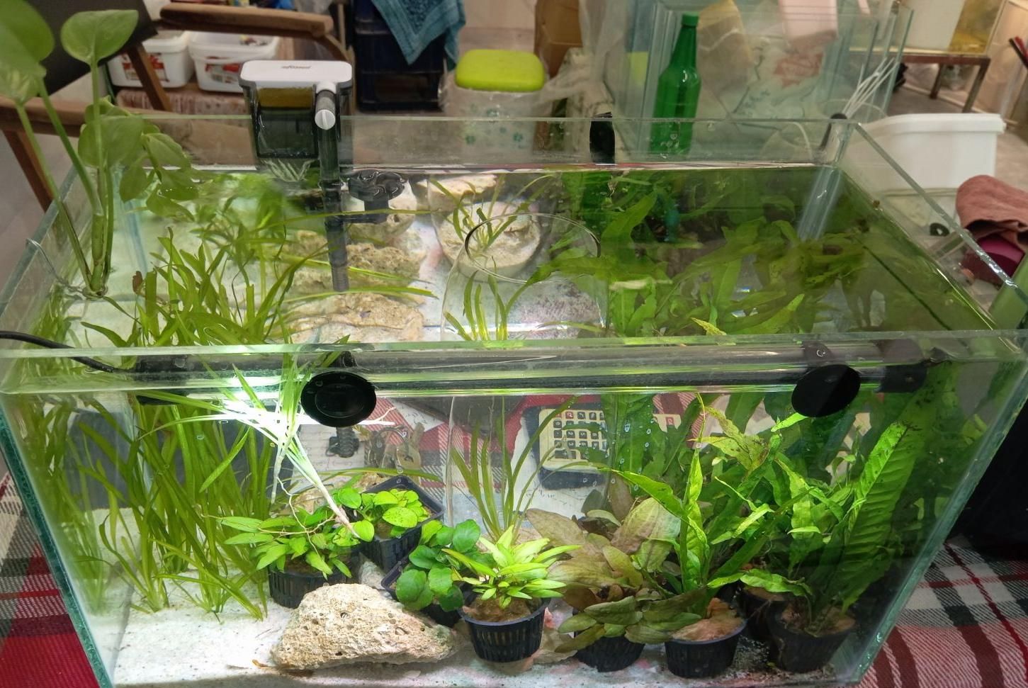 انواع ماهی و آکواریوم گیاه آپارتمانی وآبزی|ماهی|خواف, |دیوار