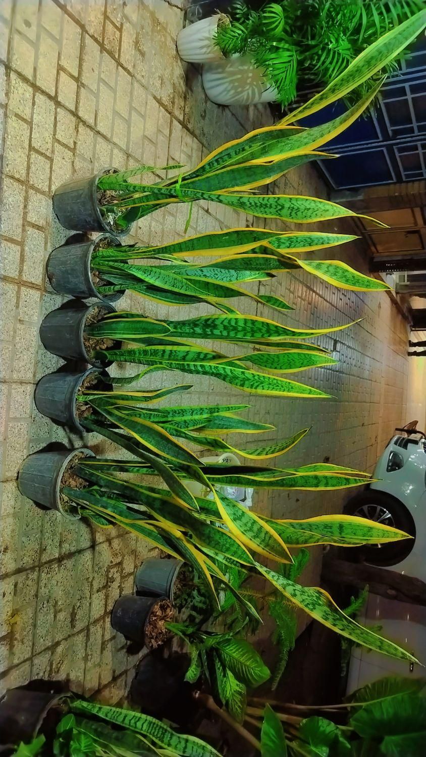 گل وگیاه آپارتمانی سانسوریاشمشیری ابلغ|گل و گیاه طبیعی|مشهد, ایثارگران|دیوار