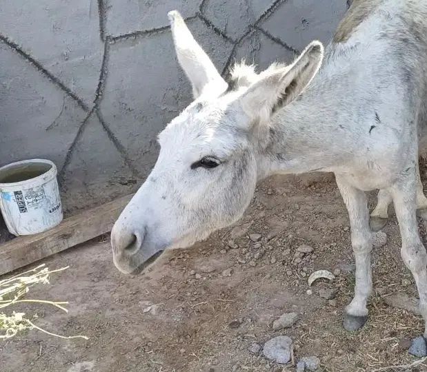 خر ماده|حیوانات مزرعه|مشهد, شهرک شهید باهنر|دیوار