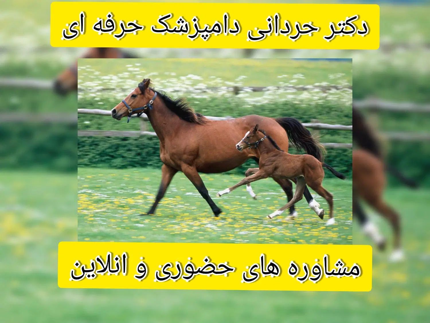 خدمات مشاوره ای ودرمانی دامپزشکی دکتر حردانی|خدمات آرایشگری و زیبایی|اهواز, کیانپارس |دیوار