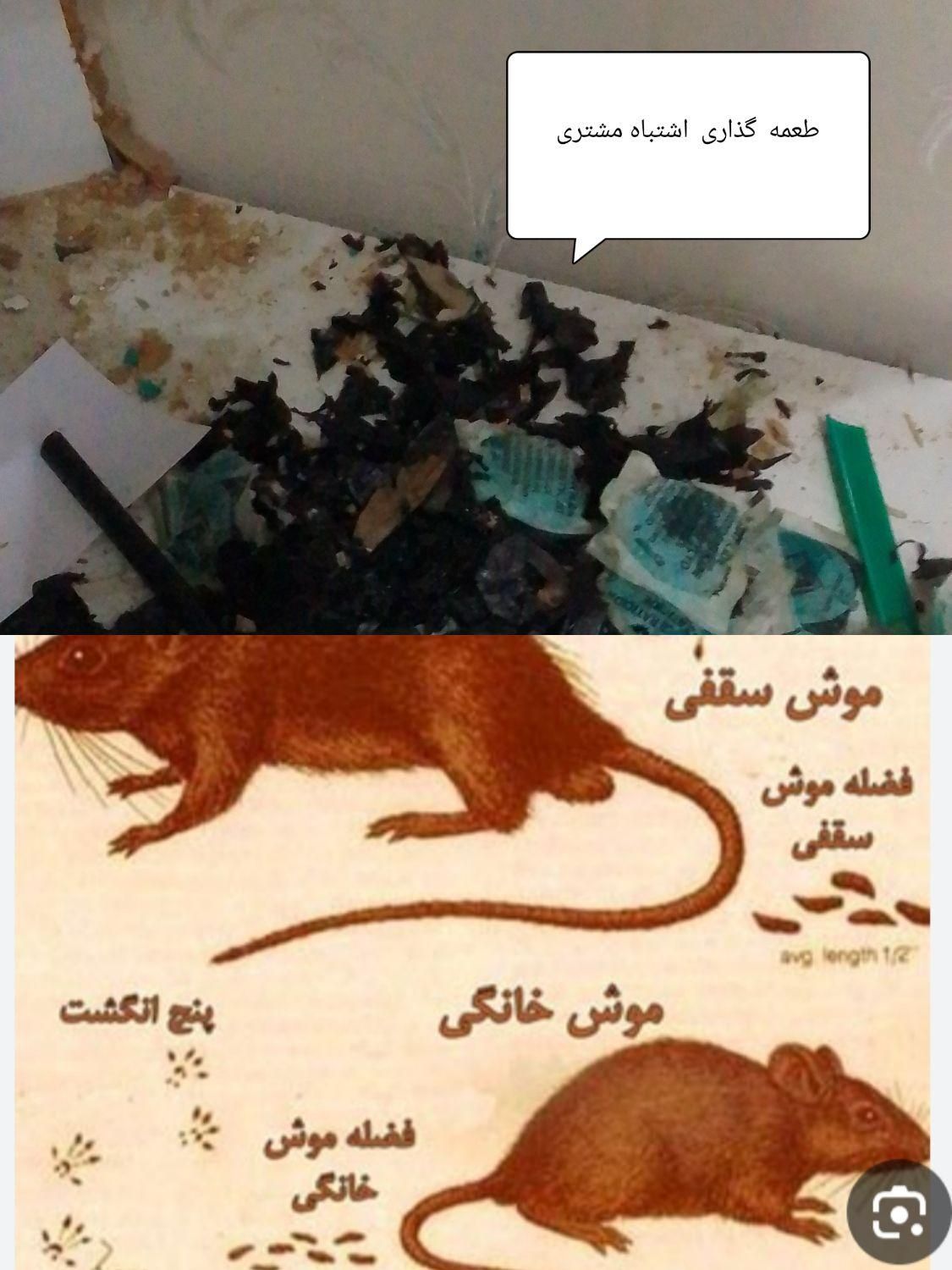سمپاشی سوسک کک ساس طعمه موش با ۱۲ سال سابقه|خدمات نظافت|رشت, گلباغ نماز|دیوار