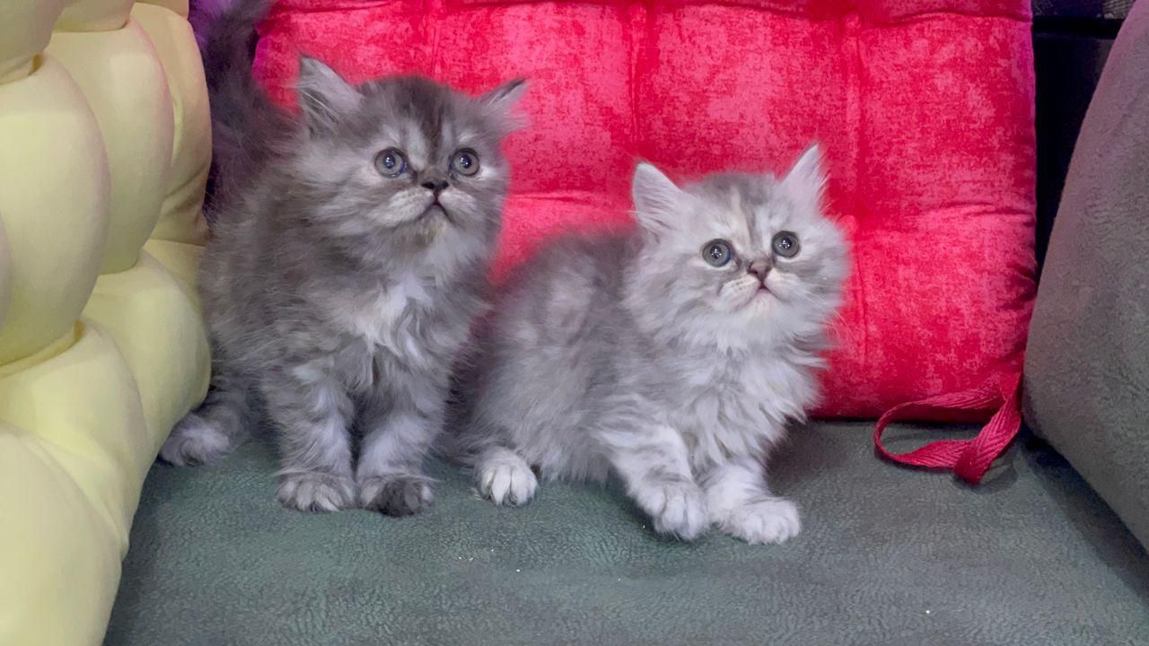 شهر گربه های بانمک ( پرشین اسکاتیش بریتیش )|گربه|شیراز, دروازه اصفهان|دیوار