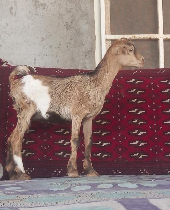 کهرماده دوقلوزا شیرخوار بازیگوش ۲عددبز صلاله محلی|حیوانات مزرعه|بندرعباس, |دیوار
