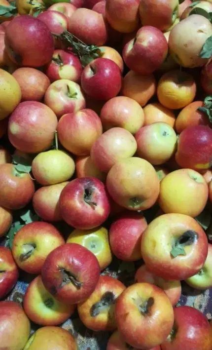 سیب شکسته و پای درختی|خوردنی و آشامیدنی|کرج, پیشاهنگی|دیوار