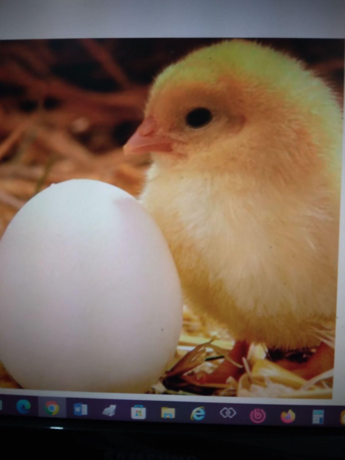 نیروی کارگر خانم برای اتاق گرید مرغداری|استخدام صنعتی، فنی، مهندسی|رشت, لاکان|دیوار