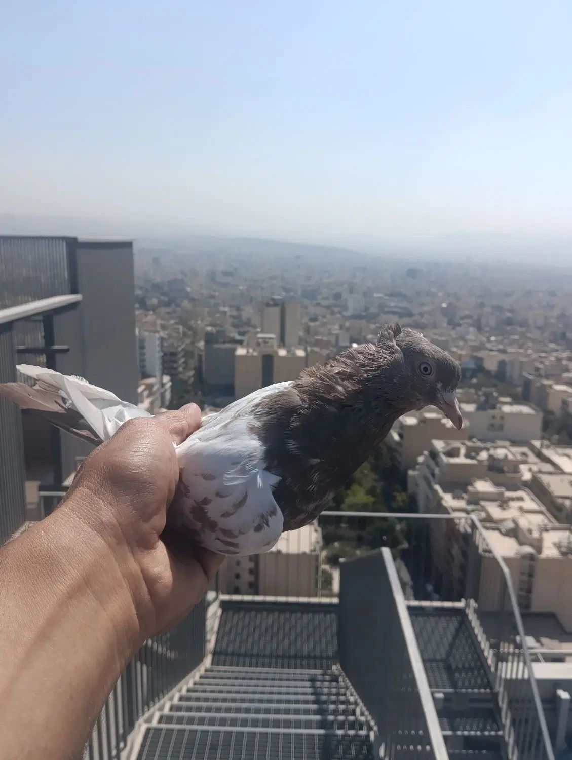 کبوتر پرشی غریبگیری|پرنده|تهران, جردن|دیوار