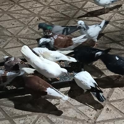 کبوترهای پرشی زینتی در همه رنگ|پرنده|رستمآباد, |دیوار