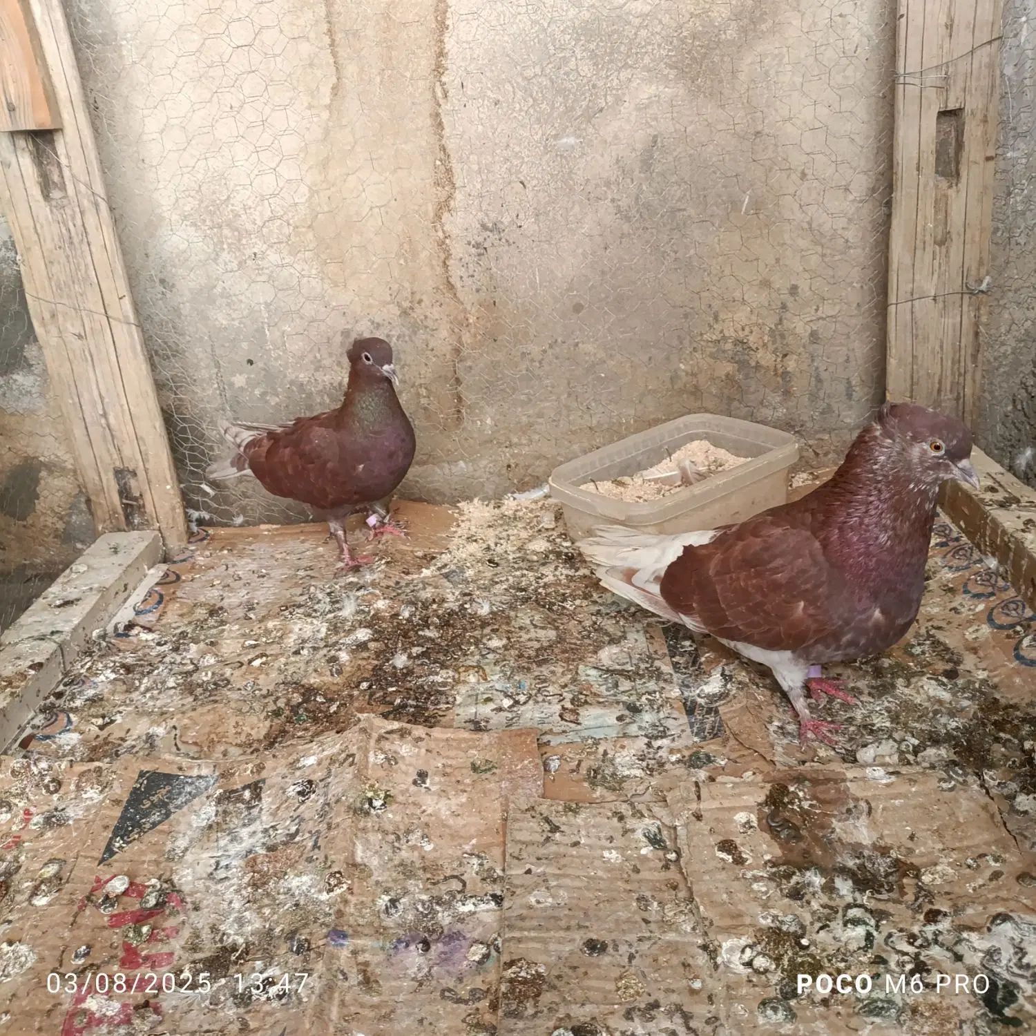 1جفت کفتر با جوجه|پرنده|تهران, کوثر|دیوار