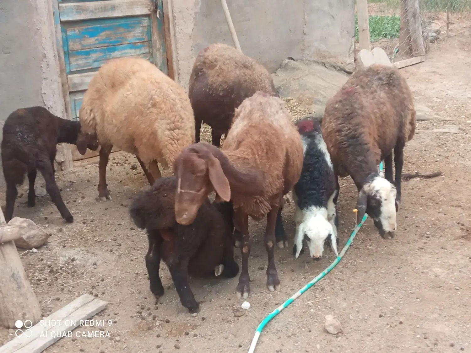 گوسفنددامازلق پنج عددجوان وبره دار وپرشیر|حیوانات مزرعه|تبریز, |دیوار