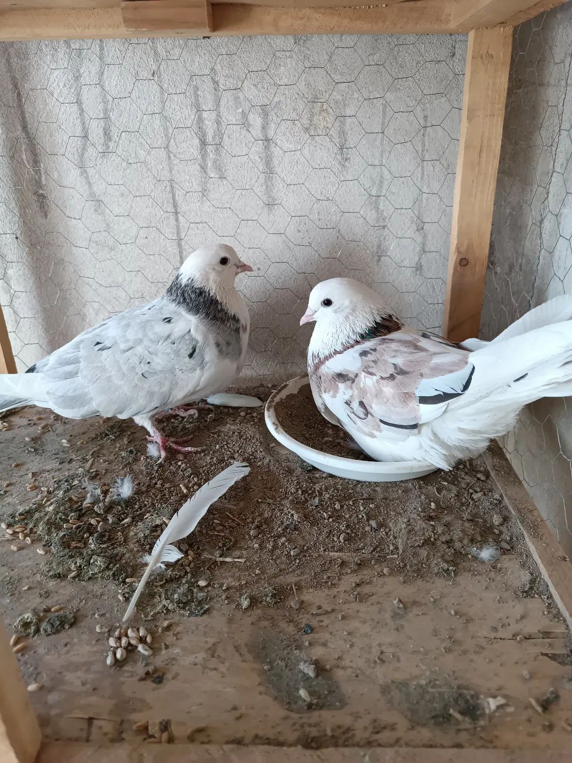 گمشده|پرنده|اصفهان, کوی راه حق|دیوار