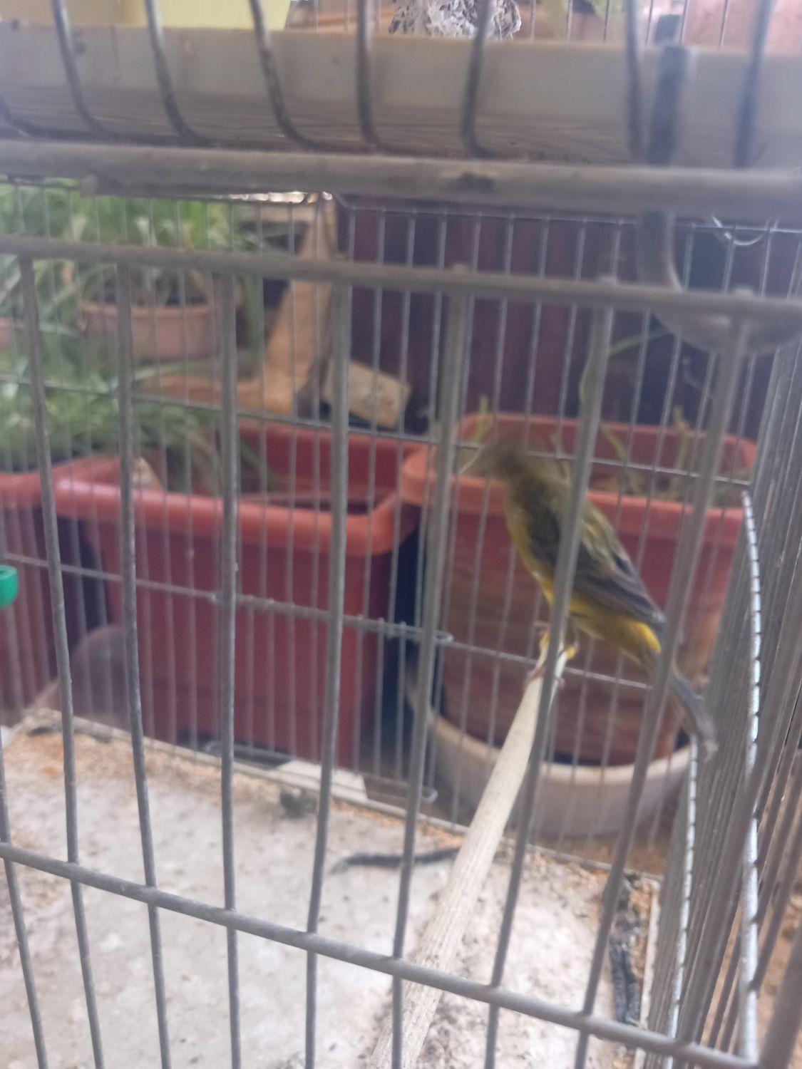 قناری یک جفت سبزچمنی یه تیغ|پرنده|فولادشهر, B5|دیوار